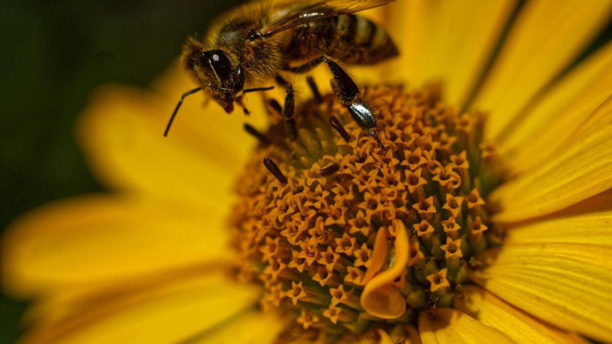 El factor invisible que está debilitando la biodiversidad mucho más rápido de lo esperado