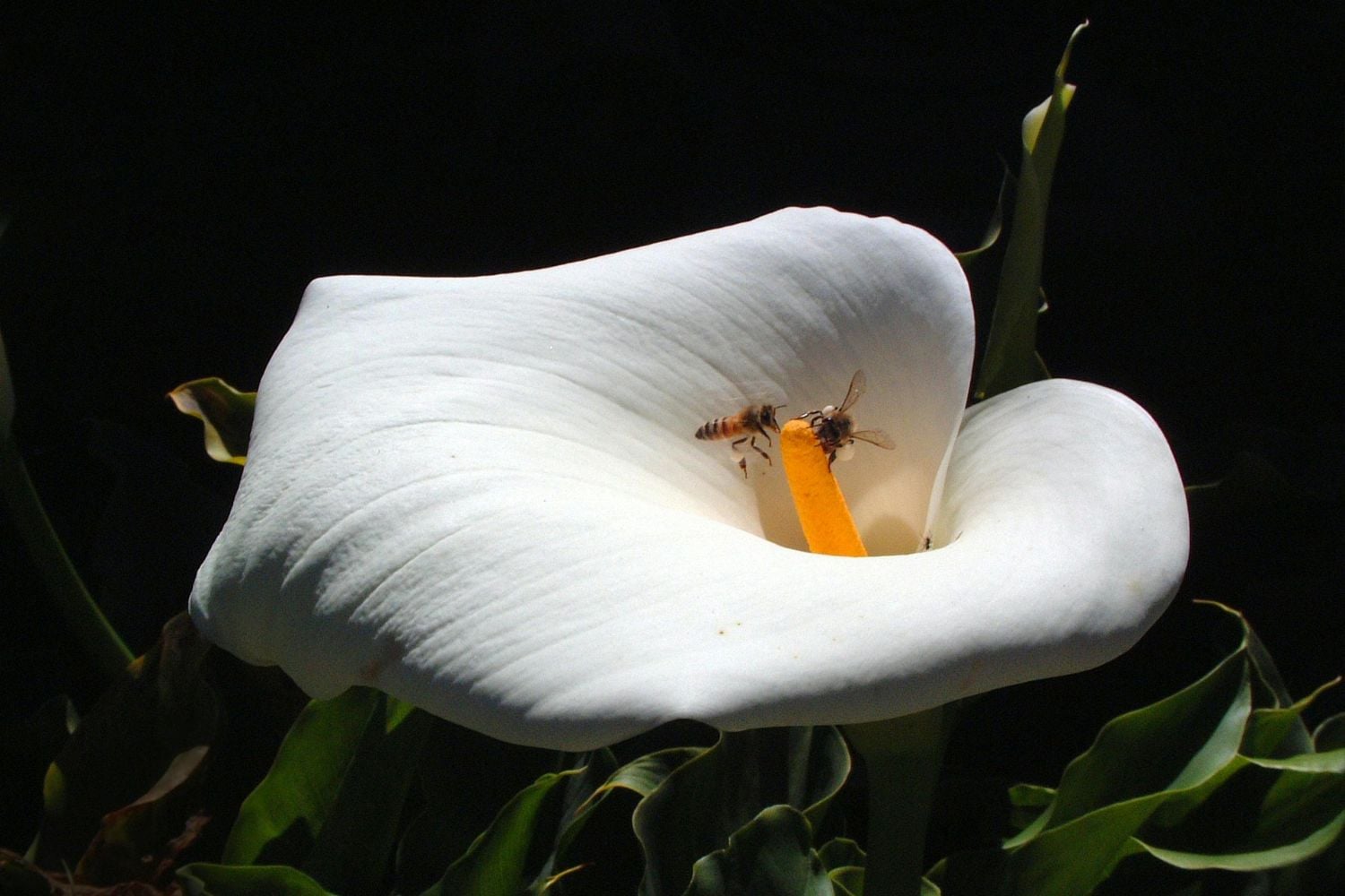 Diseño Sin Título (39)