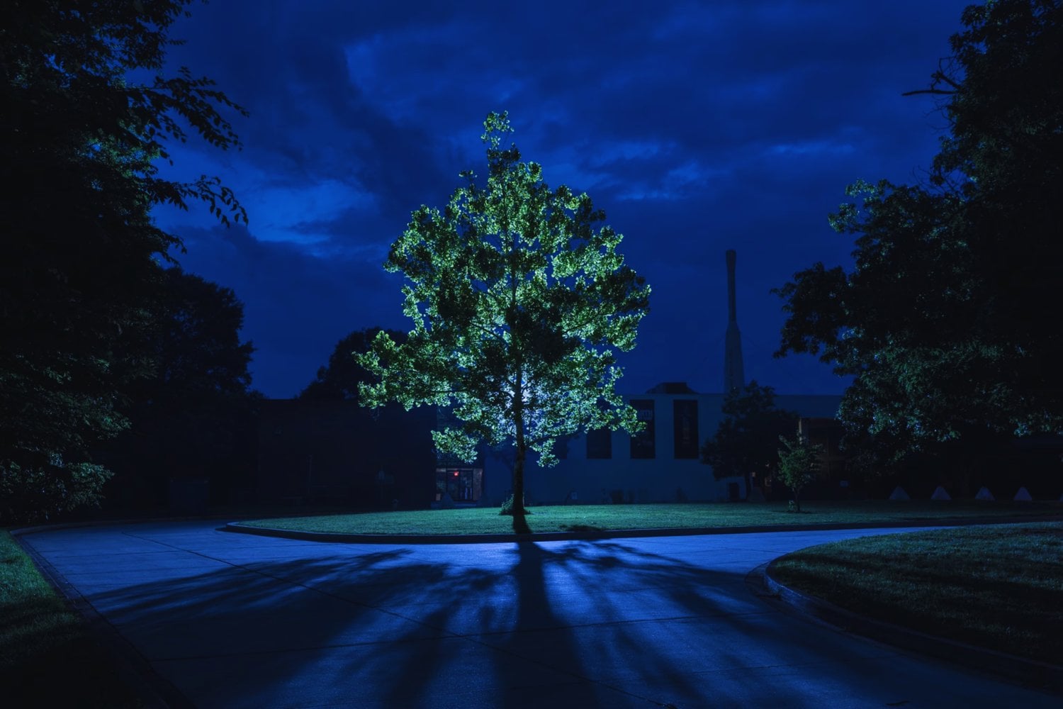 Una semilla viajó más allá de la Luna en Artemis I y hoy crece convertida en árbol en Texas. La NASA revive un experimento que comenzó en la era Apolo