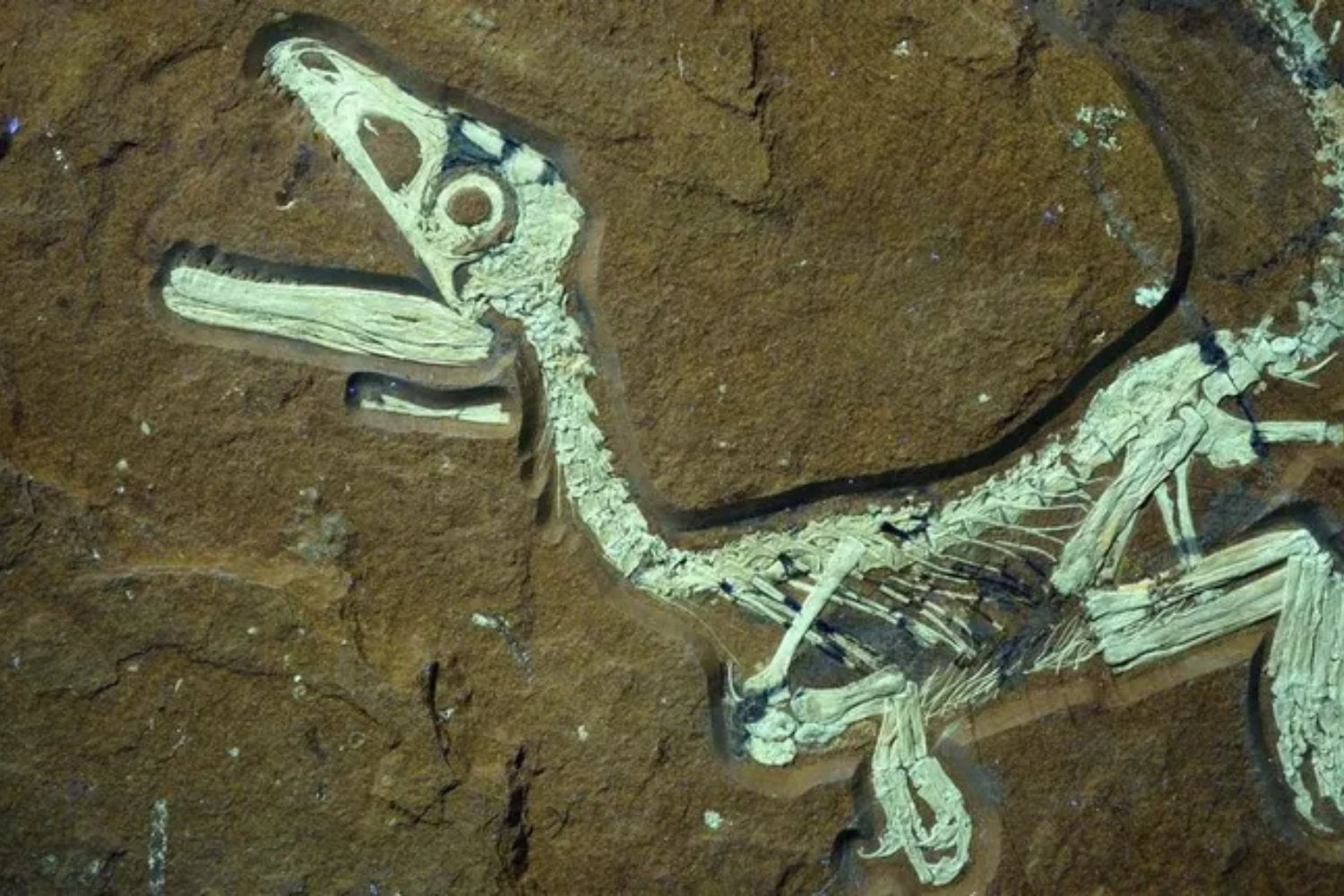 Los fósiles esconden algo más que huesos y extinciones. Científicos descubren trilobites heridos, dinosaurios cojos y enfermedades que ya existían hace millones de años