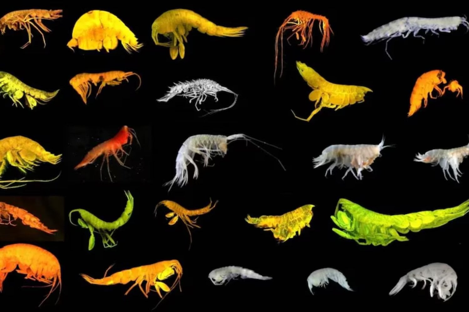 Descubren 24 especies nuevas a 4.000 metros de profundidad en el océano Pacífico. Una de ellas es tan extraña que obligó a crear una nueva superfamilia