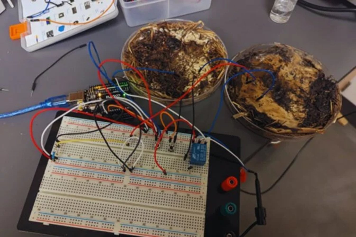 La computación del futuro podría no fabricarse en una oblea de silicio, sino crecer como un organismo vivo. Los hongos ya se estudian como una alternativa real para procesar información con mucho menos impacto ambiental