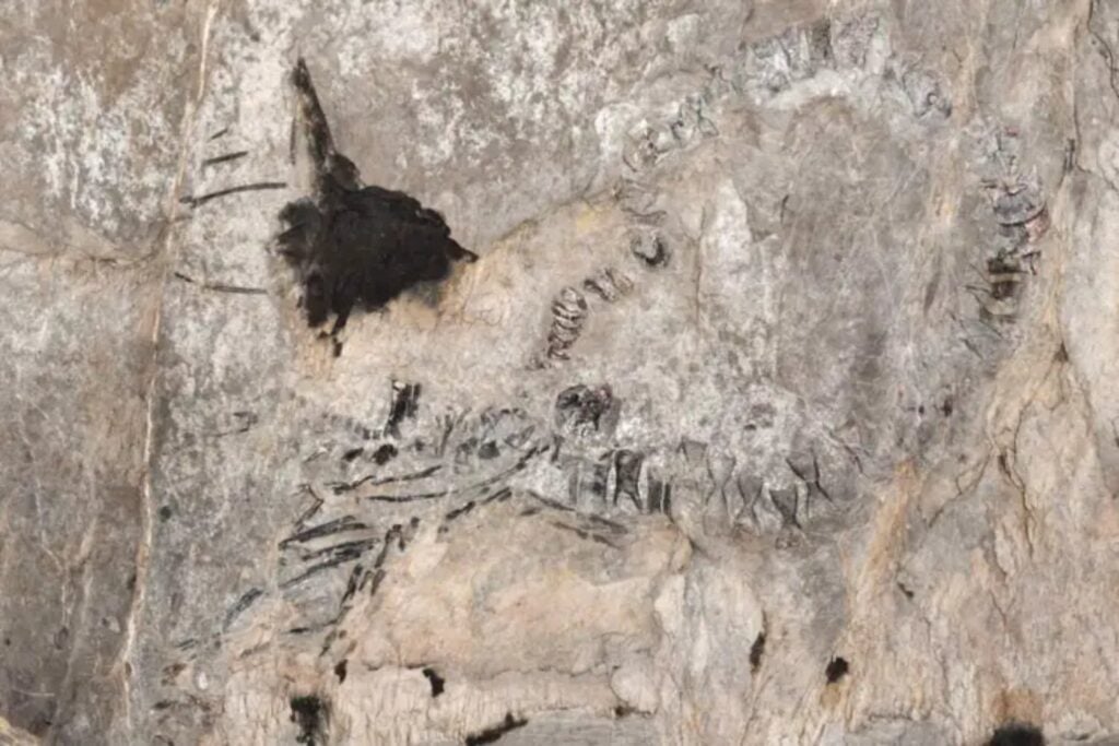 Un techo de cueva en Cuba ocultó durante 145 millones de años a un depredador marino del Jurásico. Ahora ese fósil está cambiando lo que sabíamos del Caribe