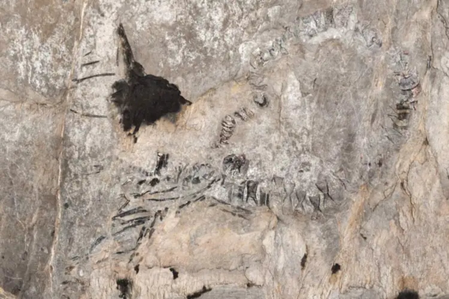 Un techo de cueva en Cuba ocultó durante 145 millones de años a un depredador marino del Jurásico. Ahora ese fósil está cambiando lo que sabíamos del Caribe