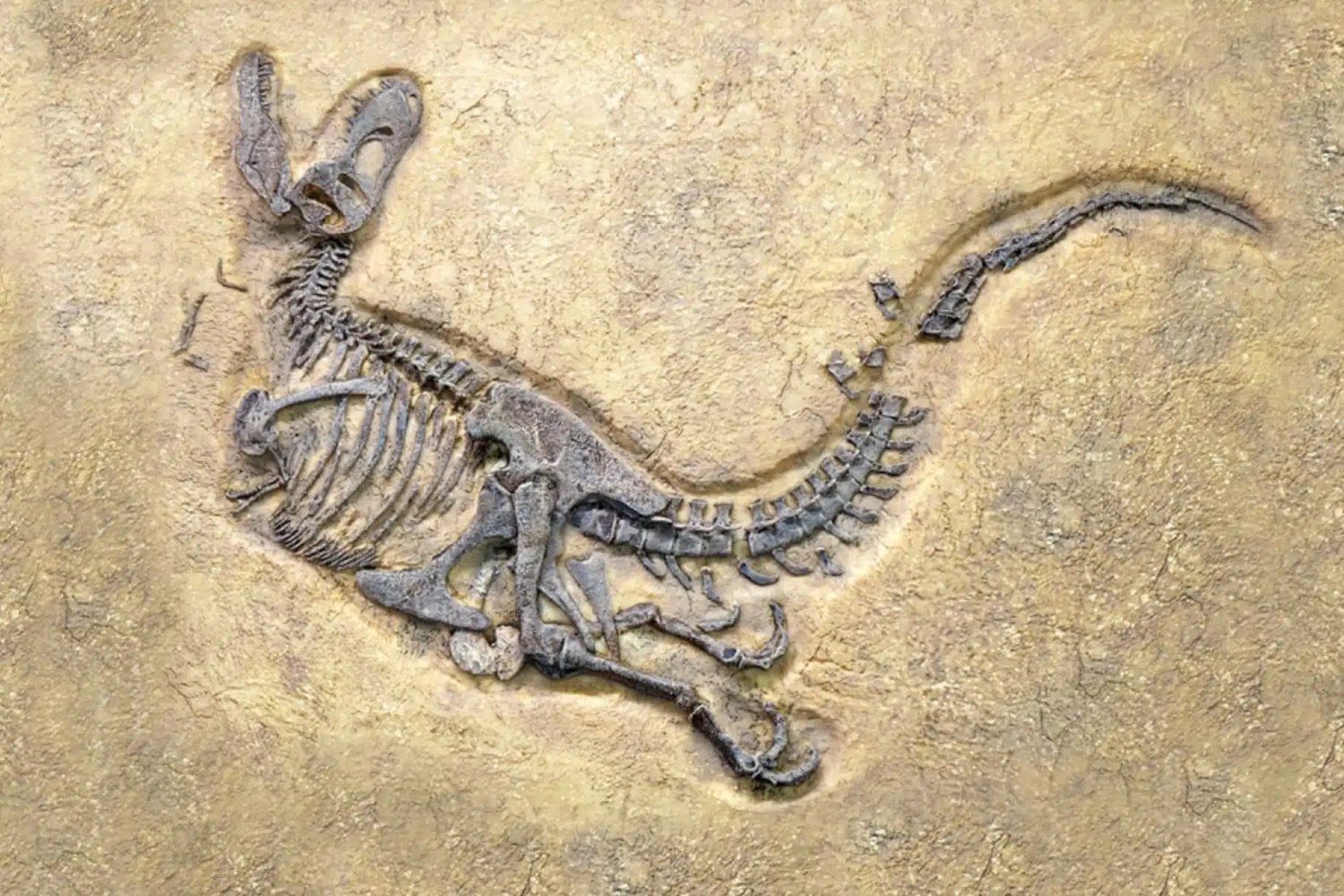 Los fósiles esconden algo más que huesos y extinciones. Científicos descubren trilobites heridos, dinosaurios cojos y enfermedades que ya existían hace millones de años