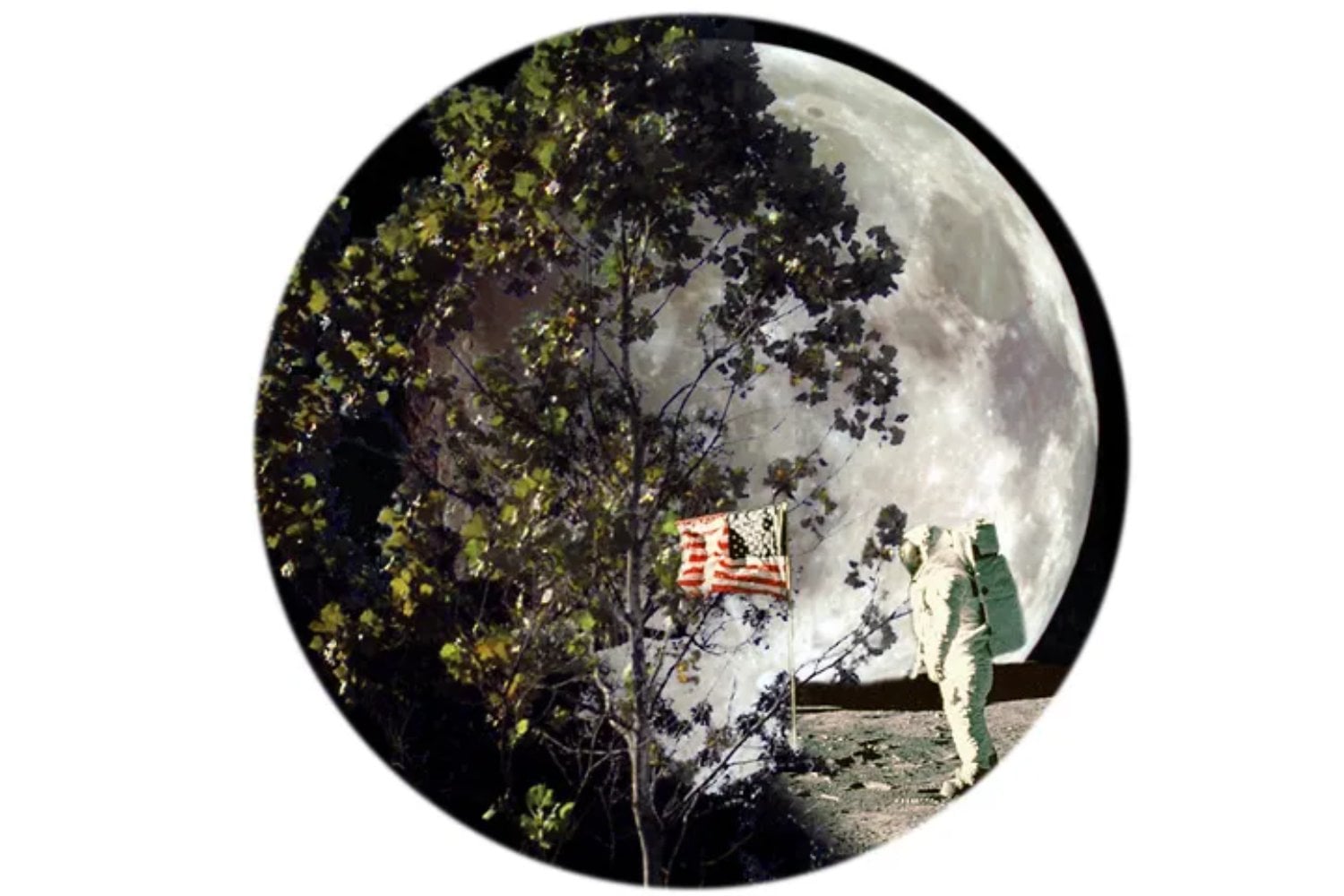 Una semilla viajó más allá de la Luna en Artemis I y hoy crece convertida en árbol en Texas. La NASA revive un experimento que comenzó en la era Apolo