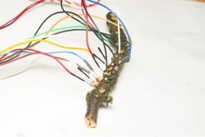 La computación del futuro podría no fabricarse en una oblea de silicio, sino crecer como un organismo vivo. Los hongos ya se estudian como una alternativa real para procesar información con mucho menos impacto ambiental