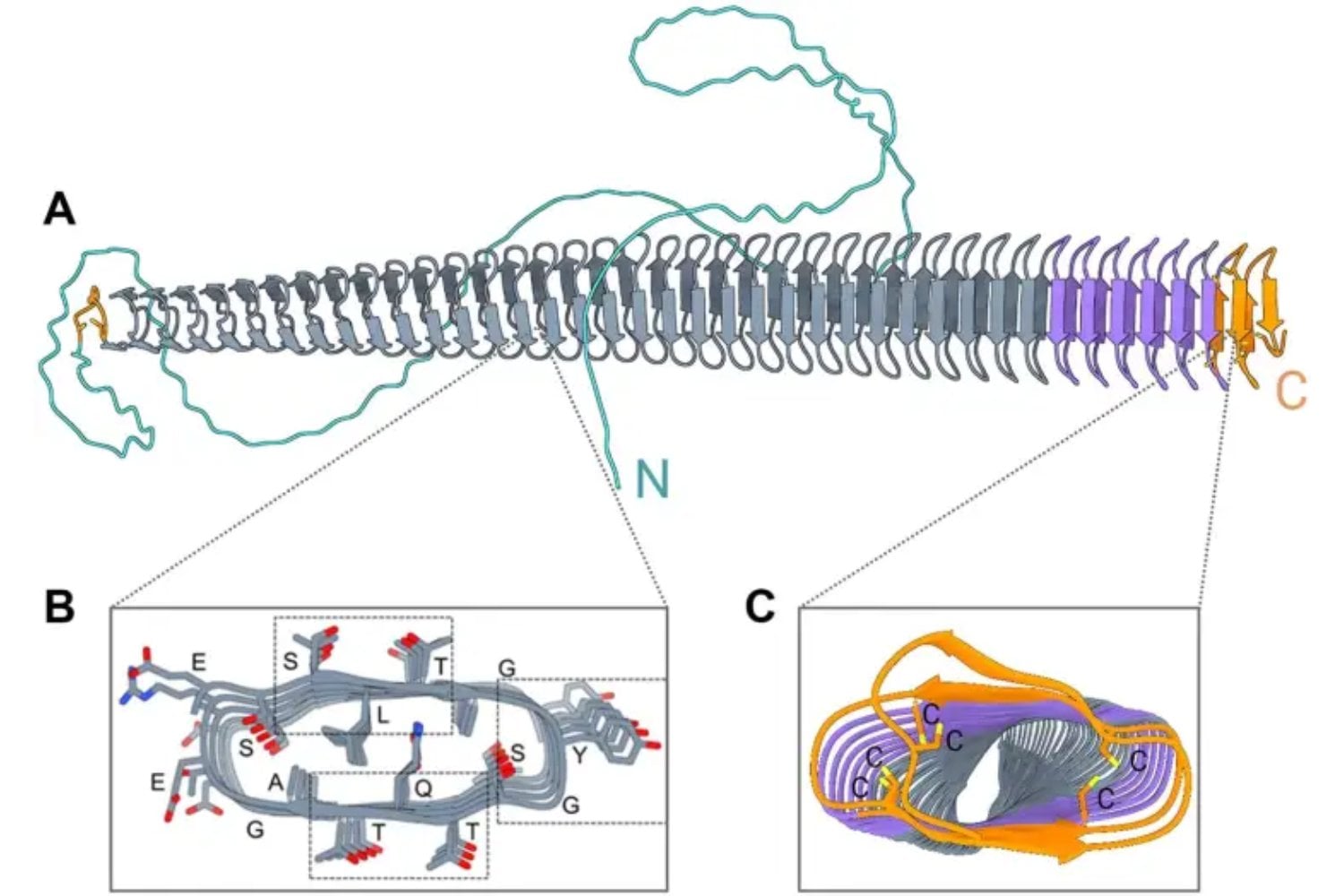 Descubren que algunos hongos del suelo han “robado” ADN de bacterias para fabricar su propia lluvia. El hallazgo revela que pueden influir en el clima desde el suelo hasta la atmósfera