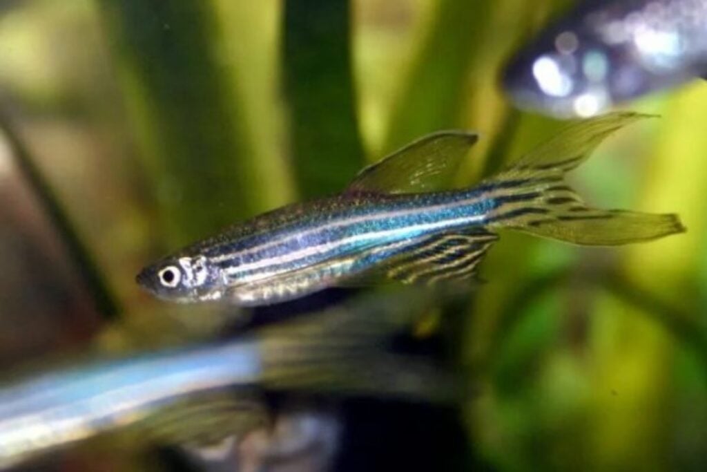 Científicos del CONICET descubren cómo el pez cebra reconstruye un órgano dañado en solo siete días. El hallazgo podría ayudar a entender por qué los humanos no pueden hacer lo mismo