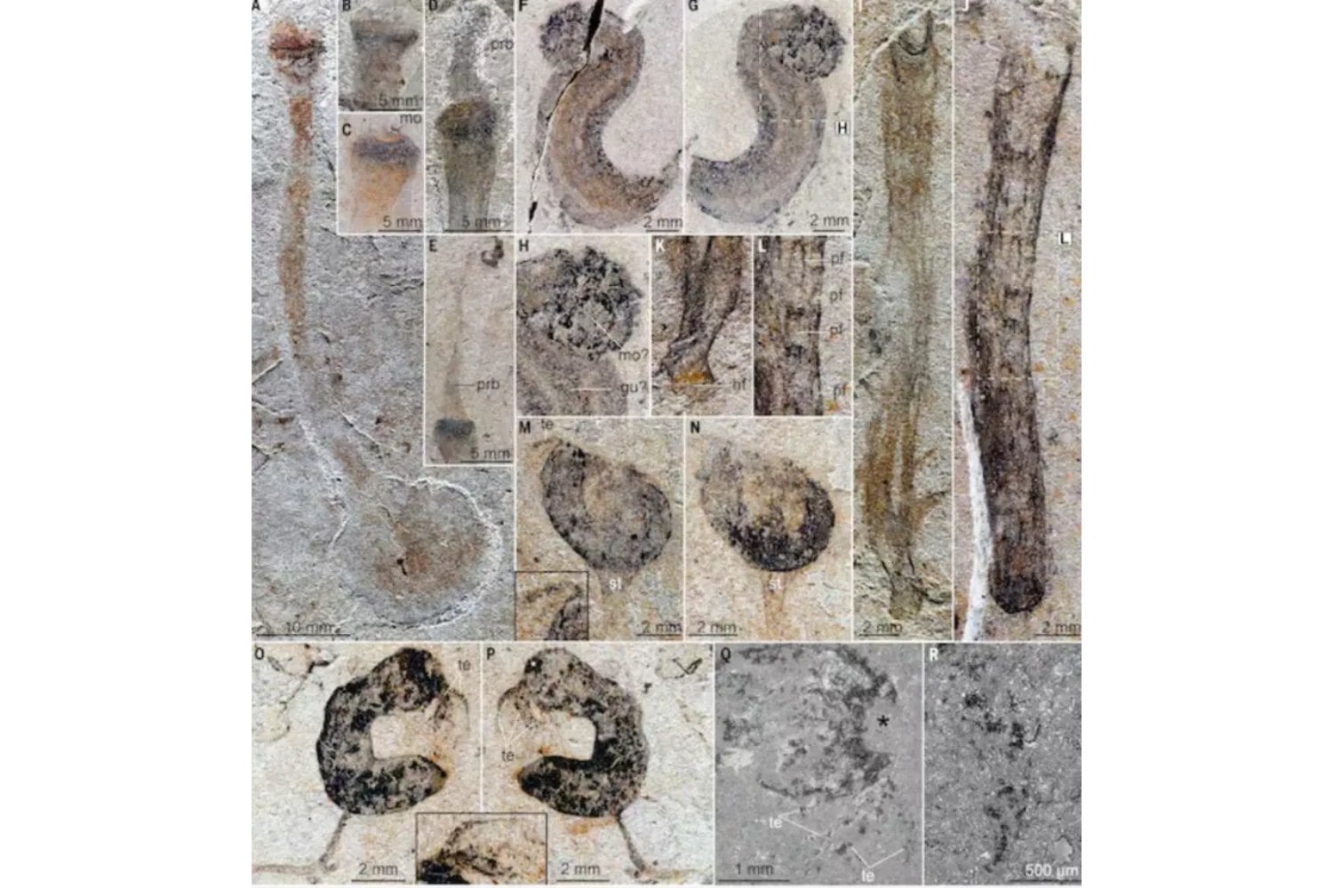 Durante décadas, la transición entre el Ediacárico y el Cámbrico fue un vacío en la historia de la vida. Un yacimiento en China acaba de llenarlo con cientos de fósiles extraordinariamente conservados