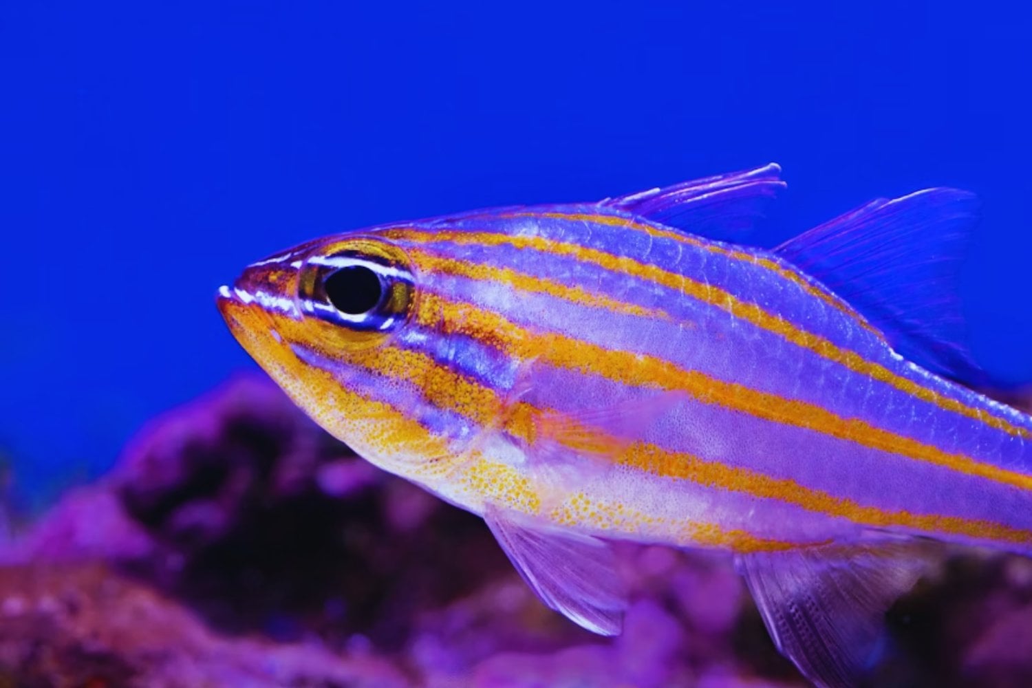 Científicos del CONICET descubren cómo el pez cebra reconstruye un órgano dañado en solo siete días. El hallazgo podría ayudar a entender por qué los humanos no pueden hacer lo mismo