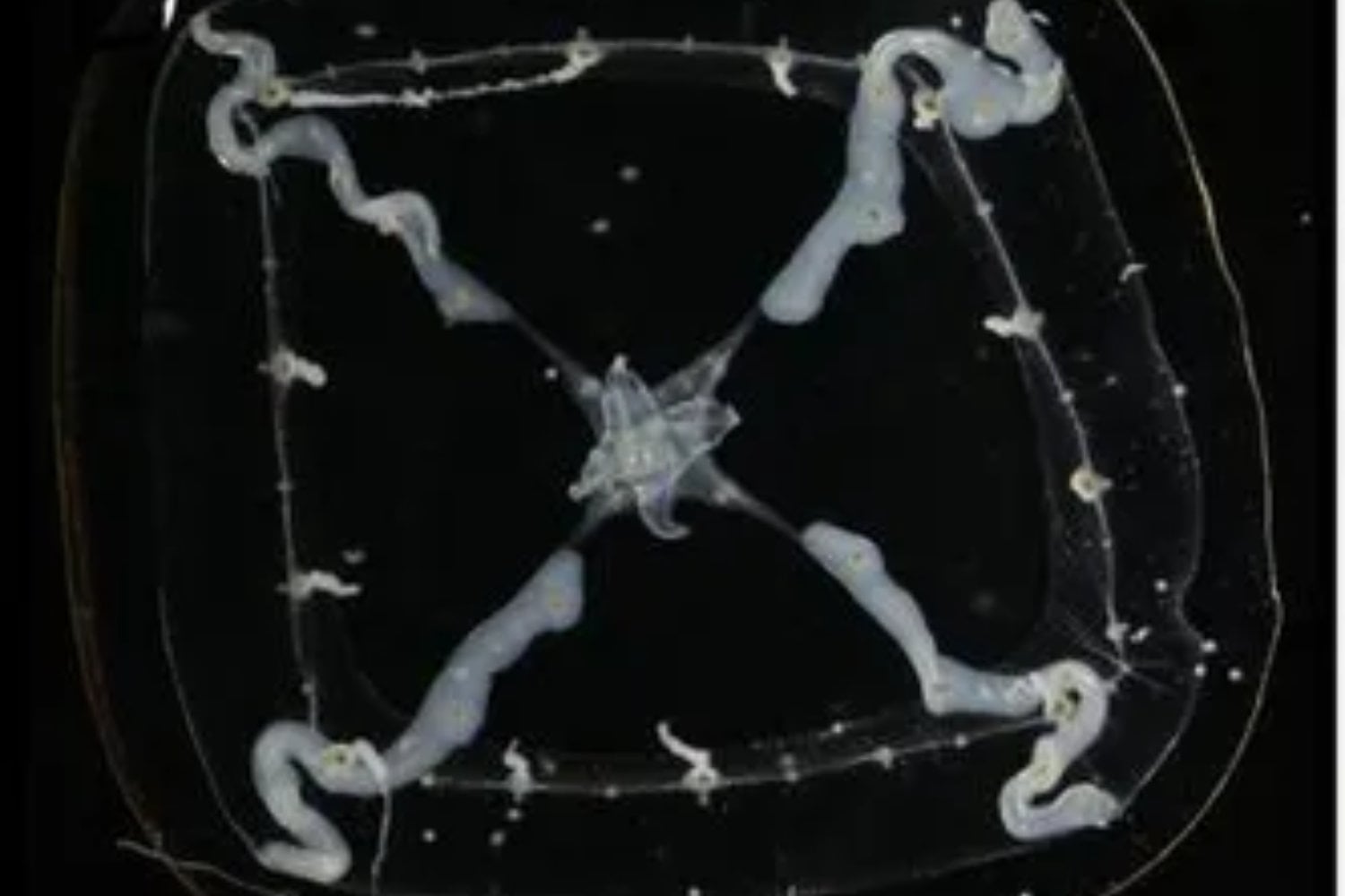 Japón ha descubierto una diminuta medusa que nadie había descrito hasta ahora. Su aspecto recuerda a un cielo estrellado y eso llevó a los científicos a bautizarla con un guiño inesperado a la Guía Michelin