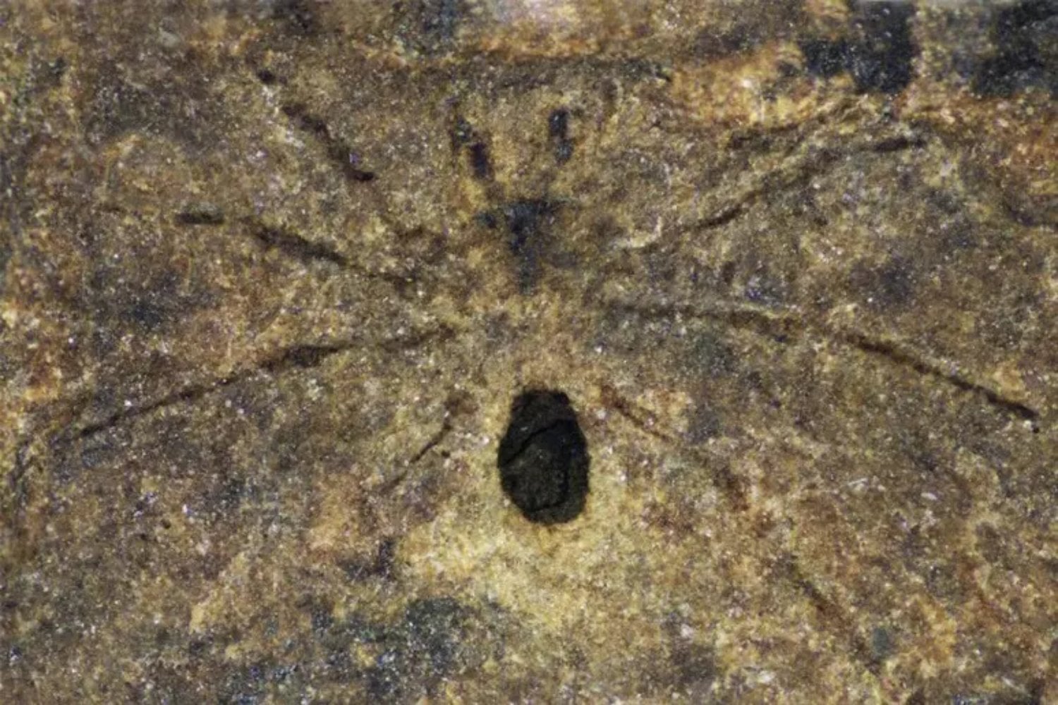 Durante décadas, la transición entre el Ediacárico y el Cámbrico fue un vacío en la historia de la vida. Un yacimiento en China acaba de llenarlo con cientos de fósiles extraordinariamente conservados