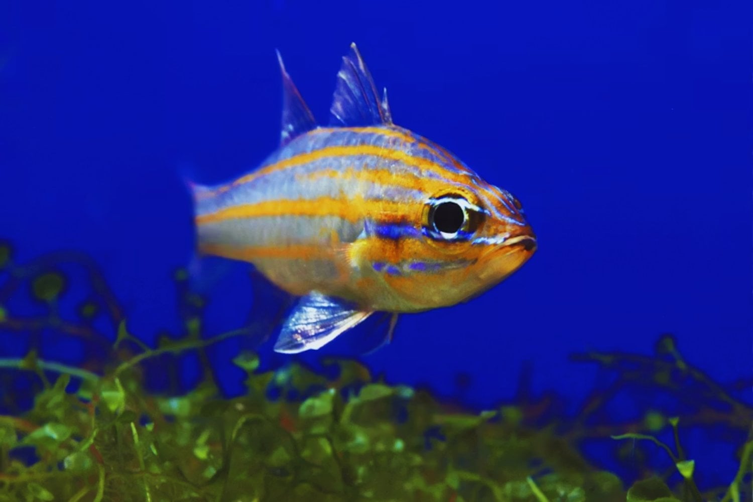 Científicos del CONICET descubren cómo el pez cebra reconstruye un órgano dañado en solo siete días. El hallazgo podría ayudar a entender por qué los humanos no pueden hacer lo mismo