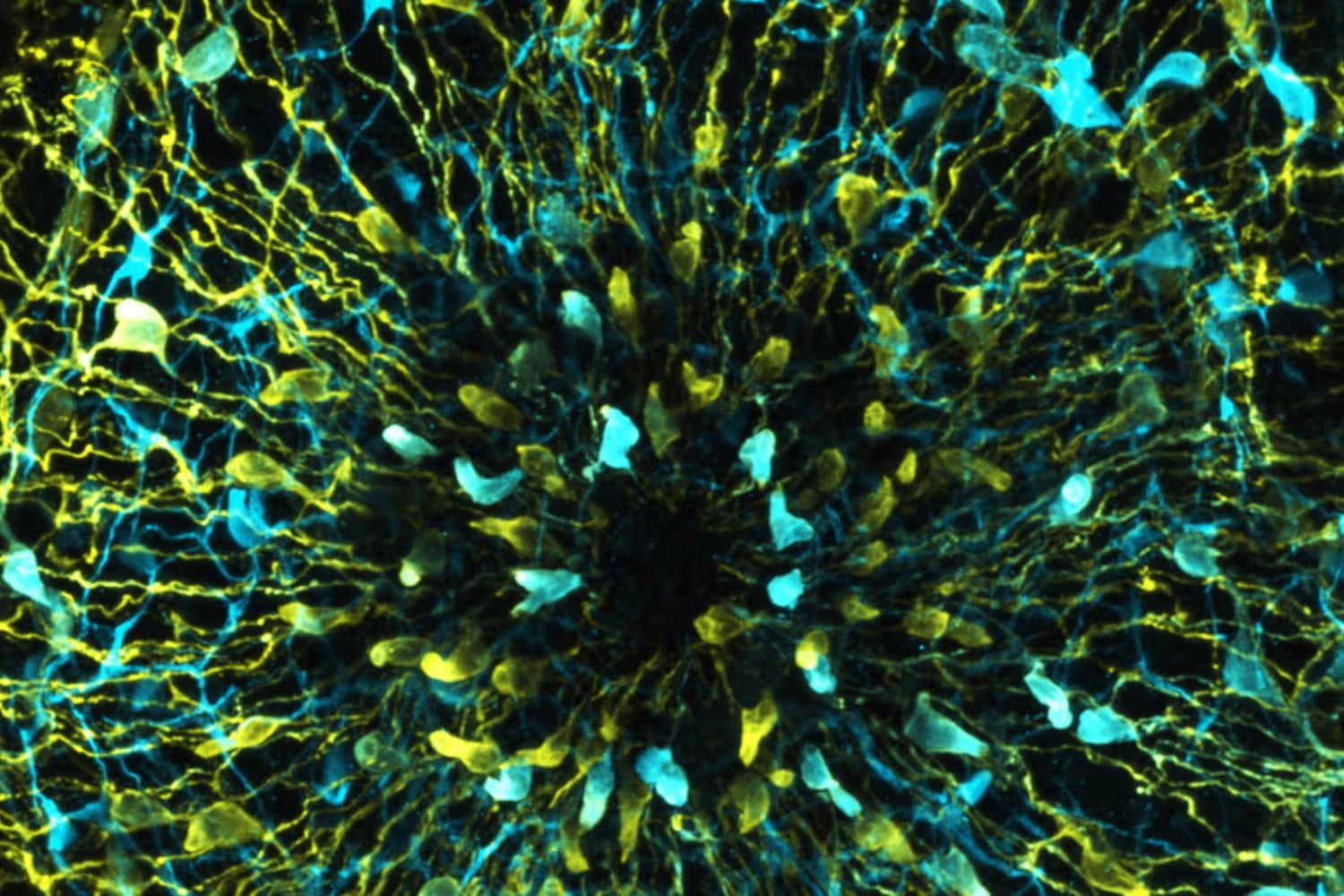 España logra programar tejidos vivos como si fueran origami. Un avance en bioingeniería permite doblar células para crear órganos funcionales y futuros robots biohíbridos