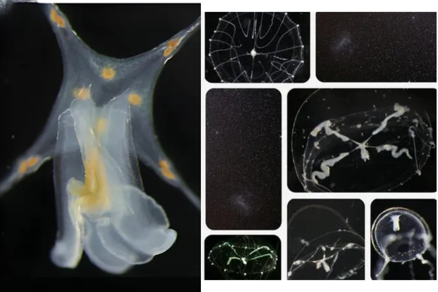 Japón ha descubierto una diminuta medusa que nadie había descrito hasta ahora. Su aspecto recuerda a un cielo estrellado y eso llevó a los científicos a bautizarla con un guiño inesperado a la Guía Michelin
