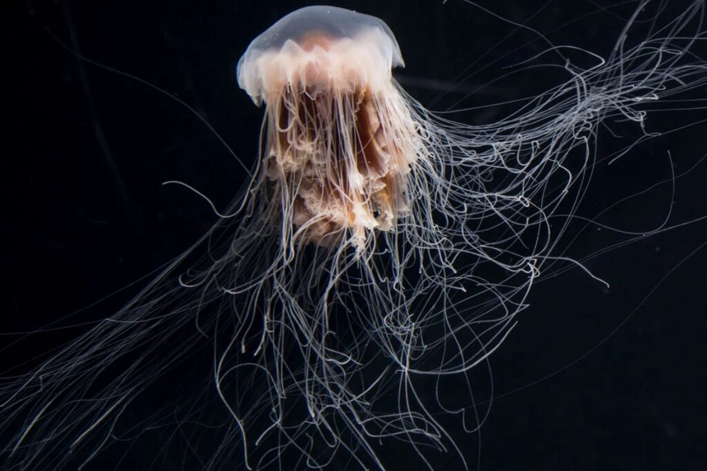 Japón ha descubierto una diminuta medusa que nadie había descrito hasta ahora. Su aspecto recuerda a un cielo estrellado y eso llevó a los científicos a bautizarla con un guiño inesperado a la Guía Michelin