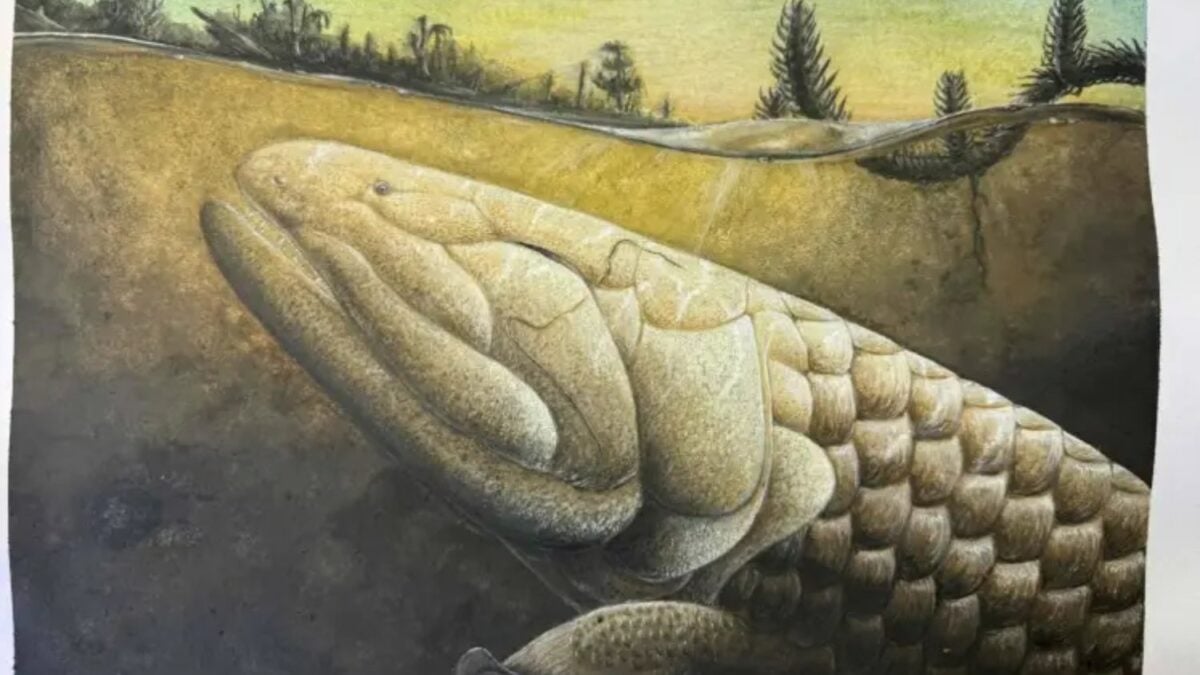 Un fósil de 380 millones de años escondía una de las claves de la evolución. Al analizar su cerebro, los científicos han encontrado pistas de cómo los vertebrados empezaron a adaptarse a la vida fuera del agua