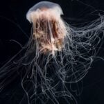 Japón ha descubierto una diminuta medusa que nadie había descrito hasta ahora. Su aspecto recuerda a un cielo estrellado y eso llevó a los científicos a bautizarla con un guiño inesperado a la Guía Michelin