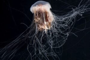 Japón ha descubierto una diminuta medusa que nadie había descrito hasta ahora. Su aspecto recuerda a un cielo estrellado y eso llevó a los científicos a bautizarla con un guiño inesperado a la Guía Michelin