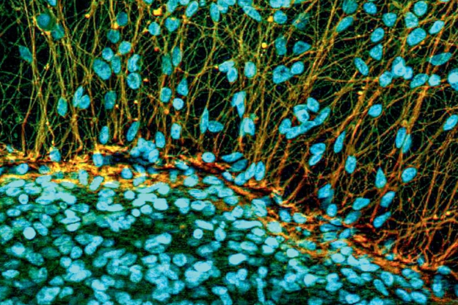 España logra programar tejidos vivos como si fueran origami. Un avance en bioingeniería permite doblar células para crear órganos funcionales y futuros robots biohíbridos