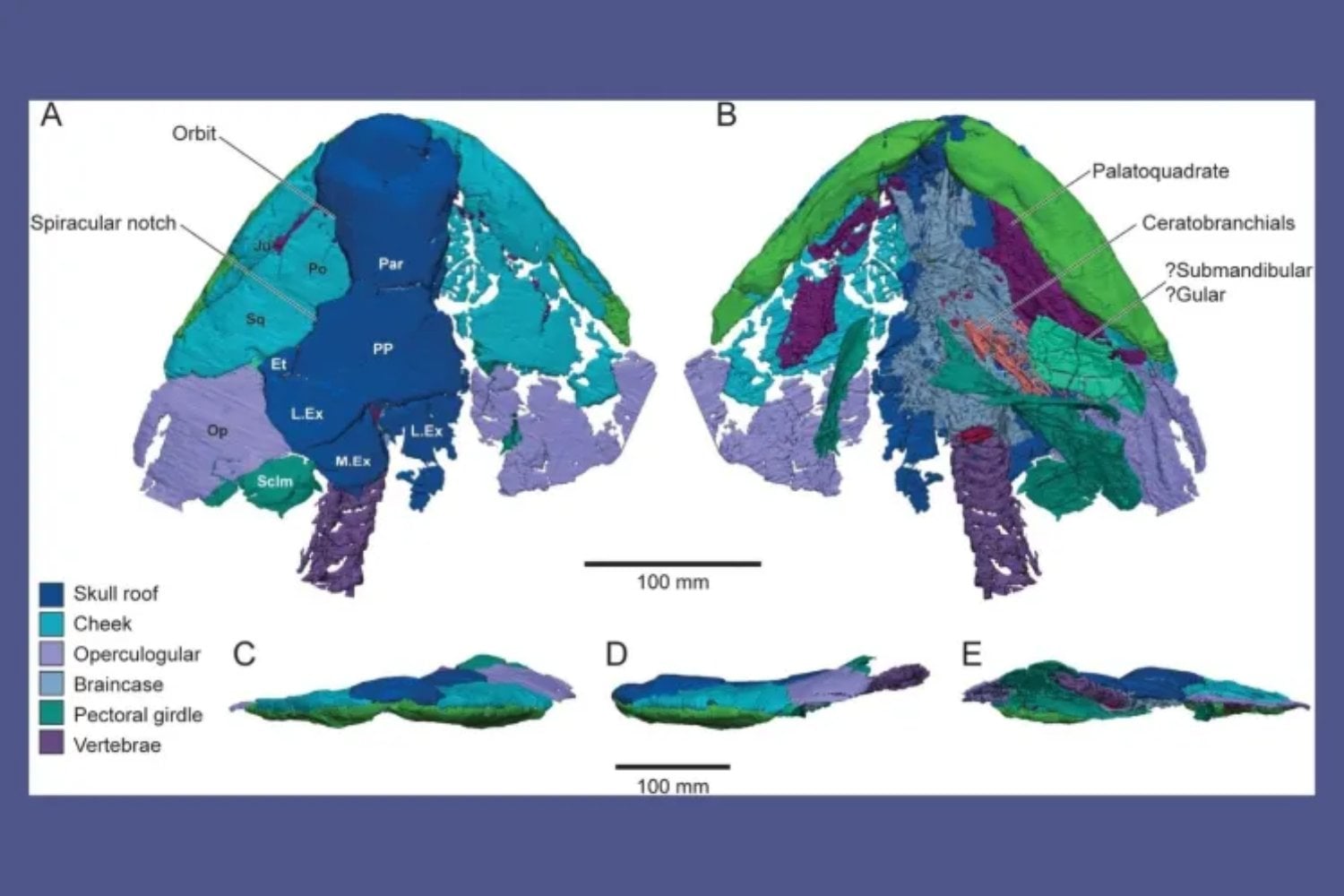 Un fósil de 380 millones de años escondía una de las claves de la evolución. Al analizar su cerebro, los científicos han encontrado pistas de cómo los vertebrados empezaron a adaptarse a la vida fuera del agua