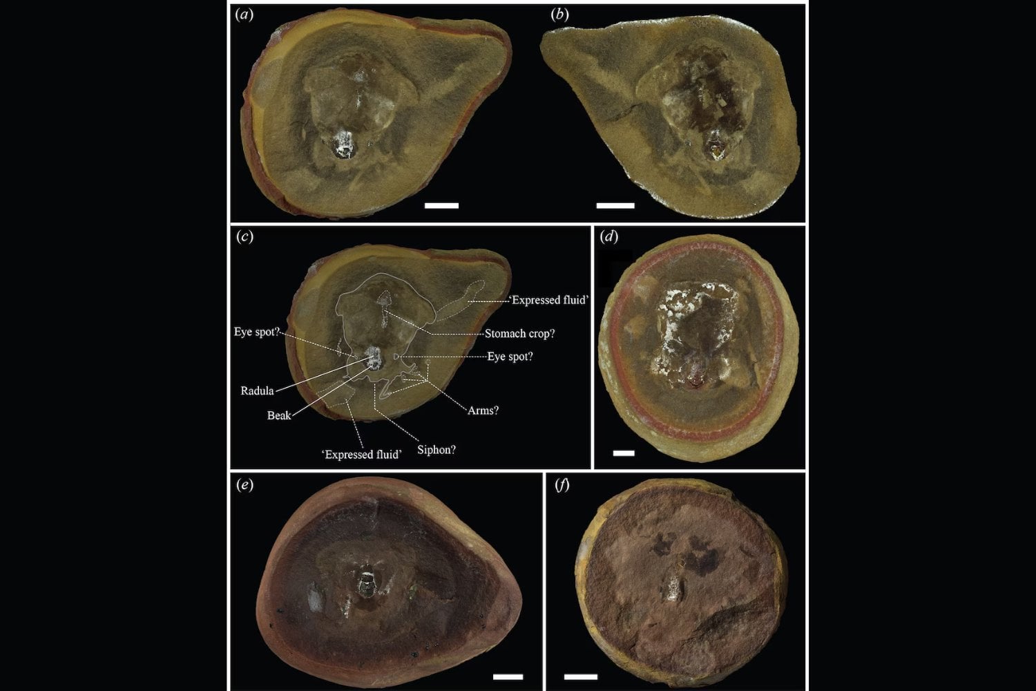 Durante 25 años creímos que este fósil era el pulpo más antiguo del mundo. Un nuevo análisis acaba de demostrar que en realidad era otra cosa
