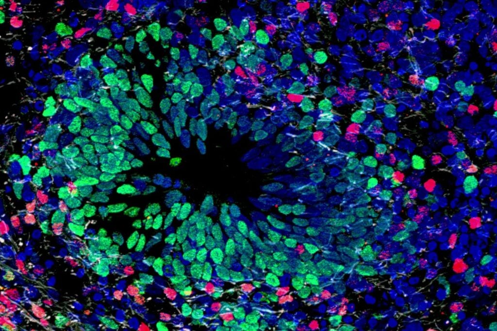 España logra programar tejidos vivos como si fueran origami. Un avance en bioingeniería permite doblar células para crear órganos funcionales y futuros robots biohíbridos