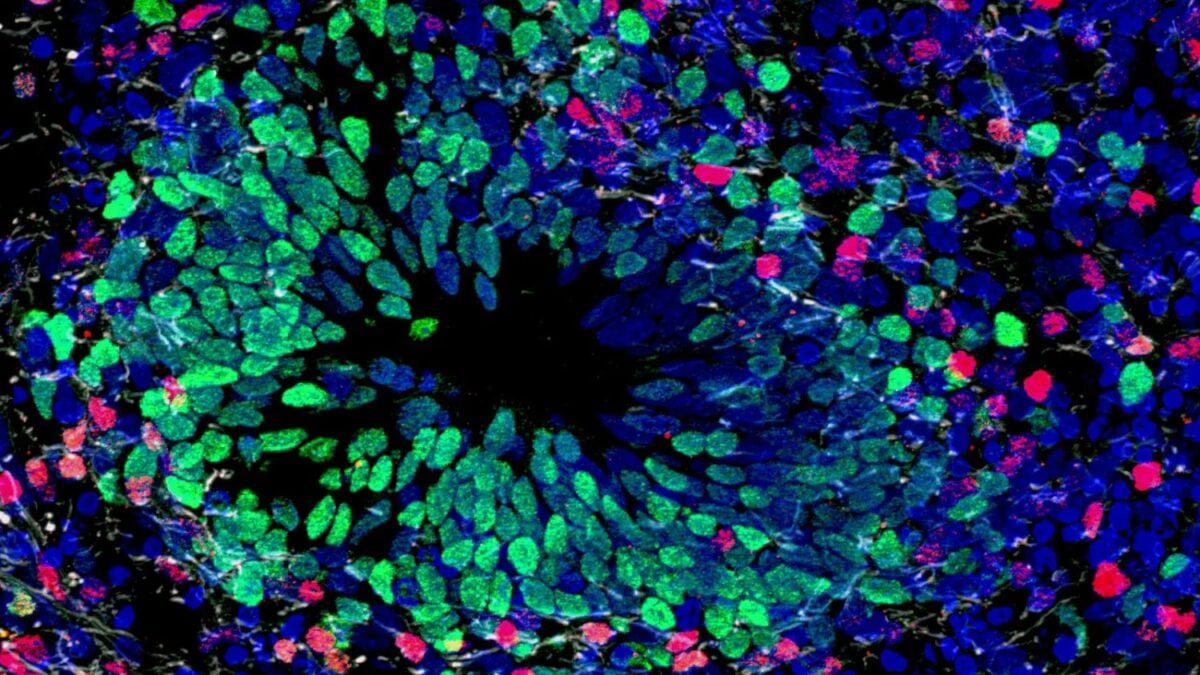 España logra programar tejidos vivos como si fueran origami. Un avance en bioingeniería permite doblar células para crear órganos funcionales y futuros robots biohíbridos