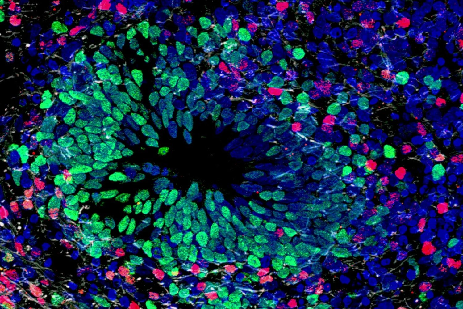 España logra programar tejidos vivos como si fueran origami. Un avance en bioingeniería permite doblar células para crear órganos funcionales y futuros robots biohíbridos