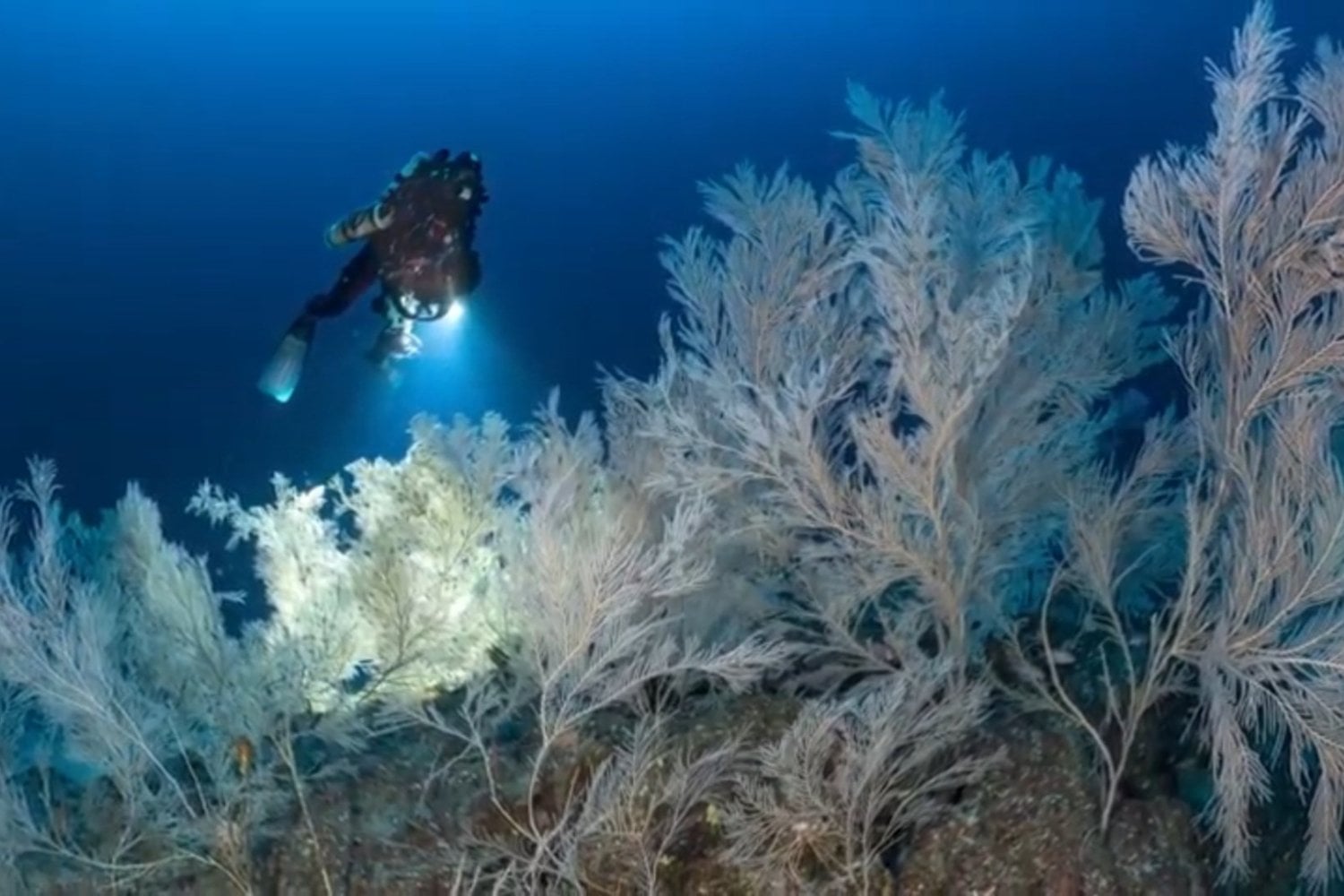 Exploraron el fondo del Mediterráneo y se toparon con 1.400 círculos gigantes casi perfectos. Lo más fascinante no es su forma, sino que podrían haberse formado cuando el mar estaba decenas de metros más abajo