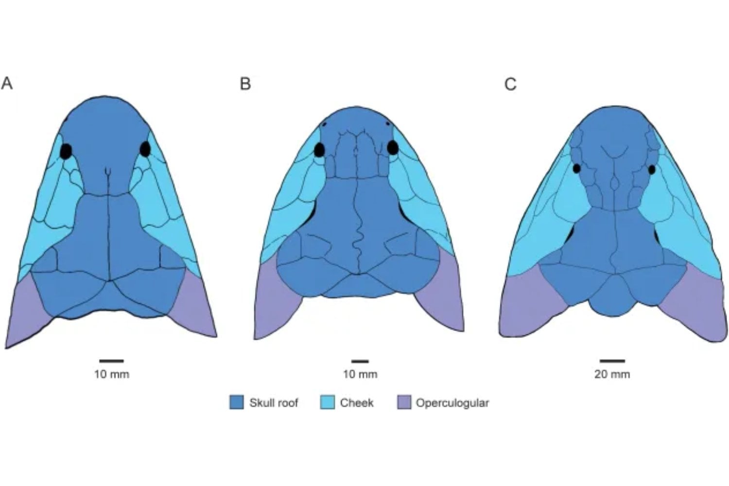 Un fósil de 380 millones de años escondía una de las claves de la evolución. Al analizar su cerebro, los científicos han encontrado pistas de cómo los vertebrados empezaron a adaptarse a la vida fuera del agua