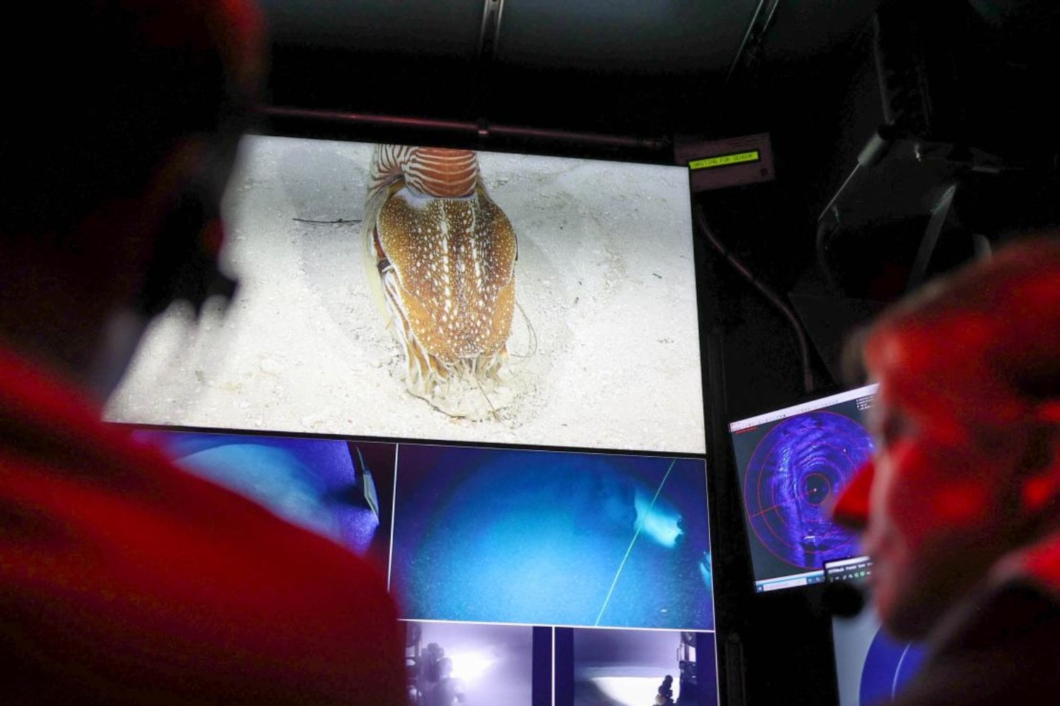 Durante 25 años creímos que este fósil era el pulpo más antiguo del mundo. Un nuevo análisis acaba de demostrar que en realidad era otra cosa