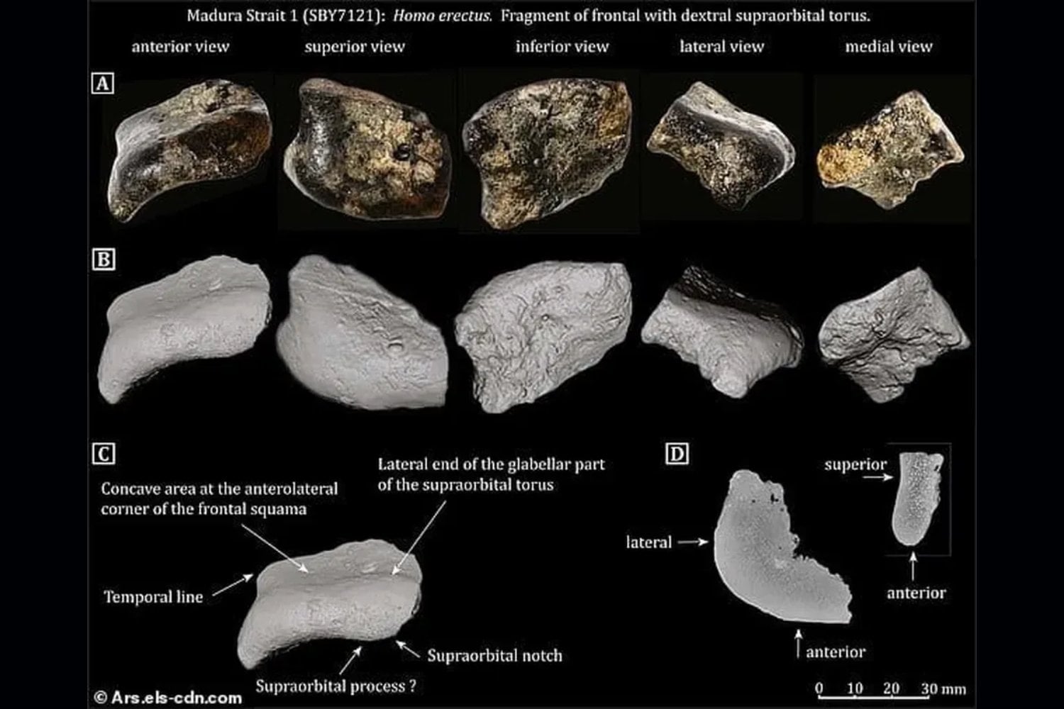 Arqueólogos descubren un mundo hundido de casi 150 mil años bajo el mar de Indonesia. Estaba lleno de bestias gigantes y restos de una especie humana extinta nunca antes vista