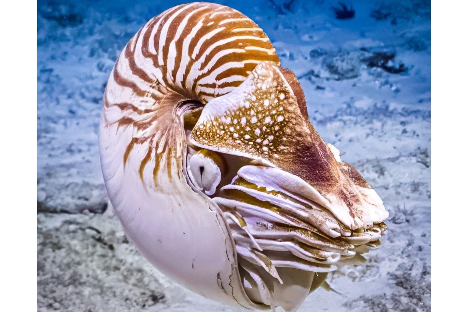 Durante 25 años creímos que este fósil era el pulpo más antiguo del mundo. Un nuevo análisis acaba de demostrar que en realidad era otra cosa