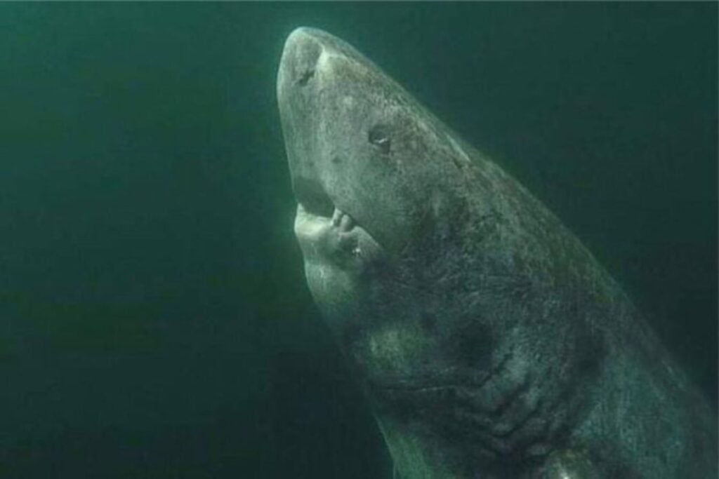 Los tiburones llevan más de 400 millones de años en la Tierra. Un nuevo análisis genético sugiere que algunos de los más primitivos podrían no pertenecer al mismo grupo evolutivo que el resto