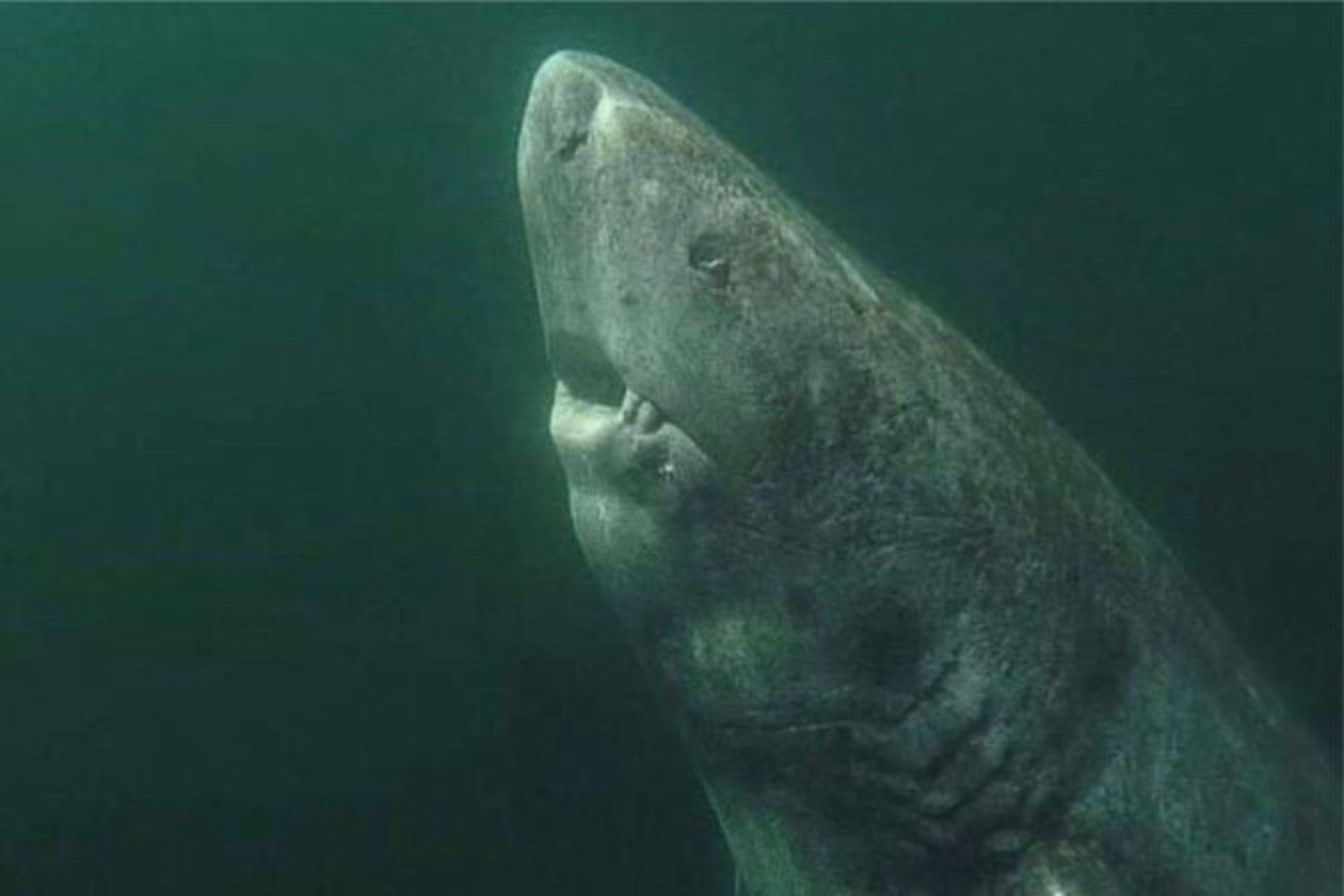 Los tiburones llevan más de 400 millones de años en la Tierra. Un nuevo análisis genético sugiere que algunos de los más primitivos podrían no pertenecer al mismo grupo evolutivo que el resto