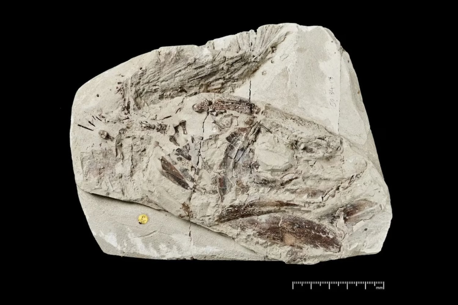 Un fósil olvidado durante 150 años en un museo británico acaba de reescribir la historia de los peces. Era la pieza que faltaba en una evolución llena de incógnitas