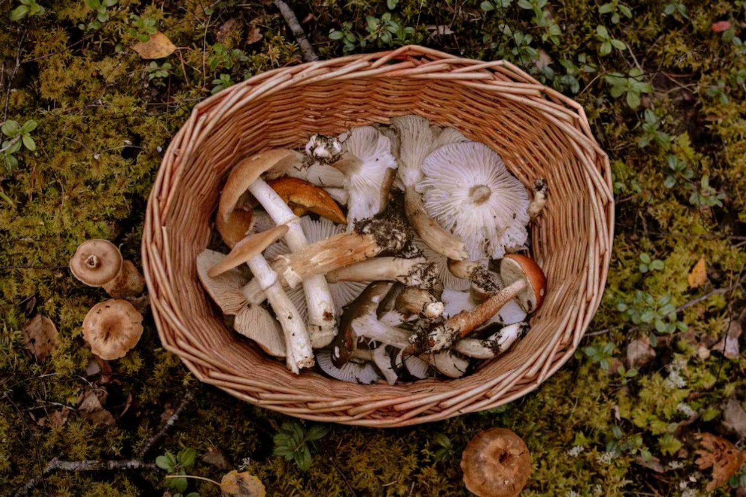 Los hongos ganan fama mundial como superalimento y prometen beneficios reales para la salud. Científicos de la UNLP lanzan una advertencia clave sobre sus riesgos y el consumo sin control