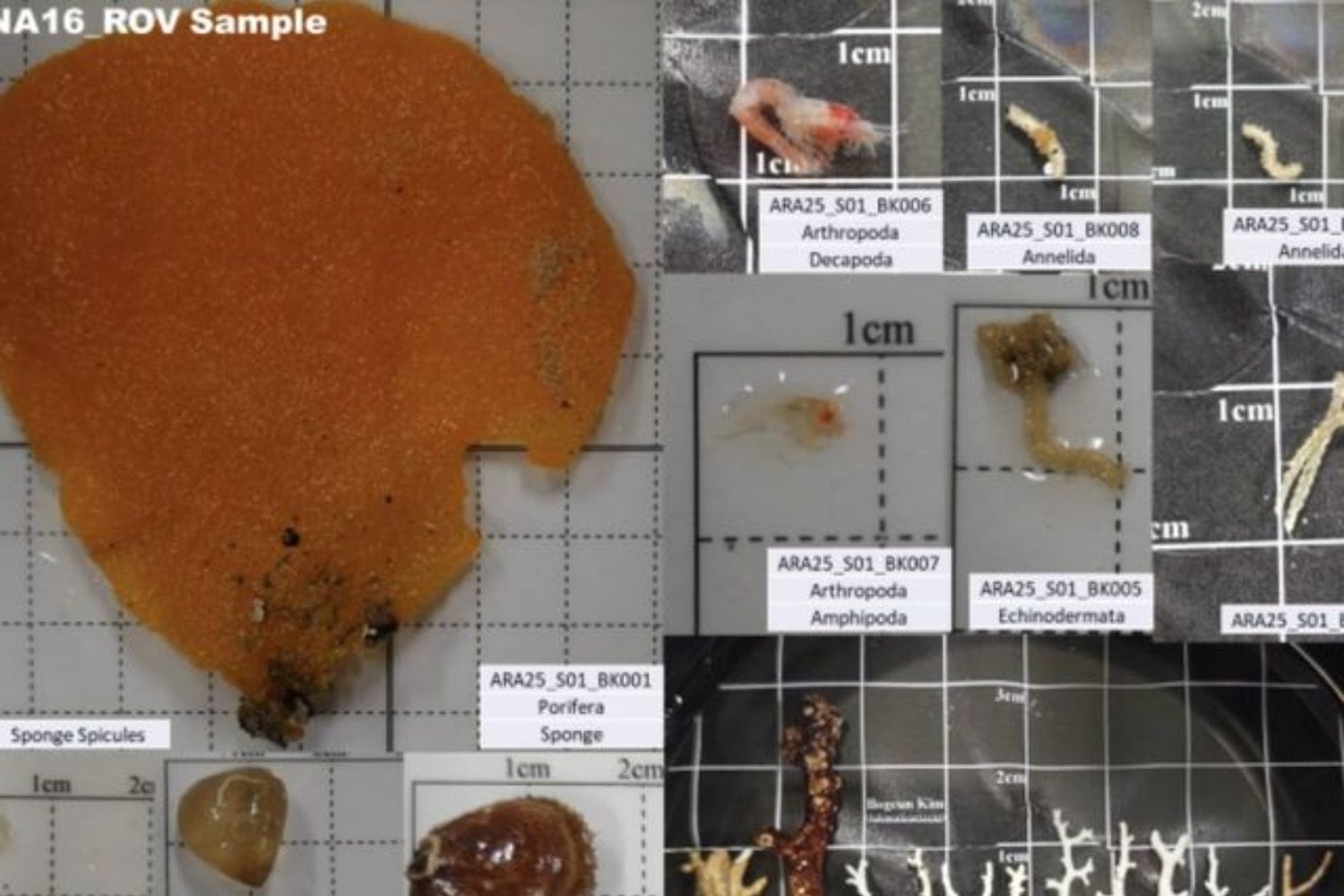 A 1.300 metros bajo la Antártida hay agua que supera los 300 °C y, aun así, alberga vida. Una expedición surcoreana ha logrado observar por primera vez este mundo oculto en tiempo real