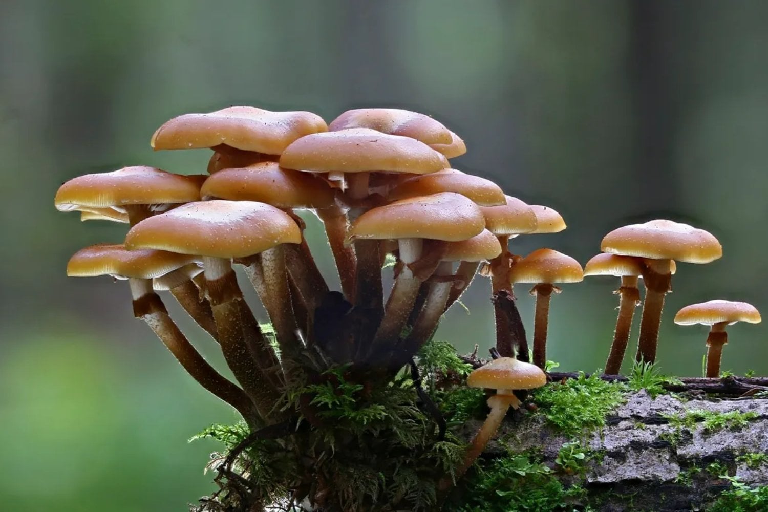 Los hongos ganan fama mundial como superalimento y prometen beneficios reales para la salud. Científicos de la UNLP lanzan una advertencia clave sobre sus riesgos y el consumo sin control