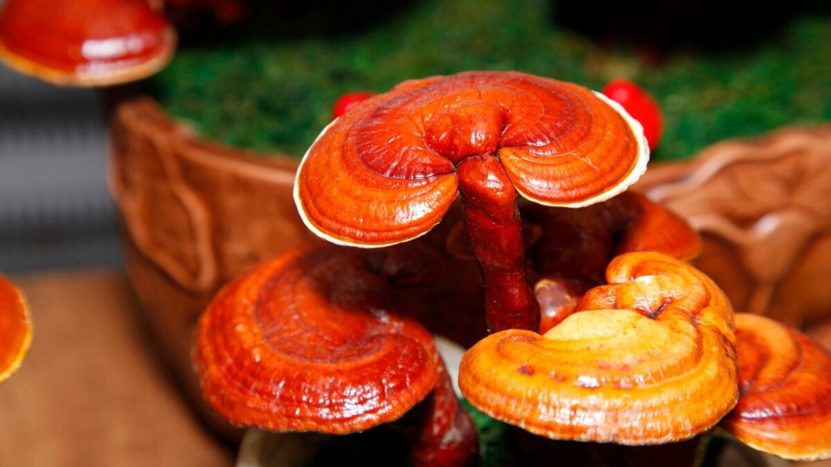 Los hongos ganan fama mundial como superalimento y prometen beneficios reales para la salud. Científicos de la UNLP lanzan una advertencia clave sobre sus riesgos y el consumo sin control