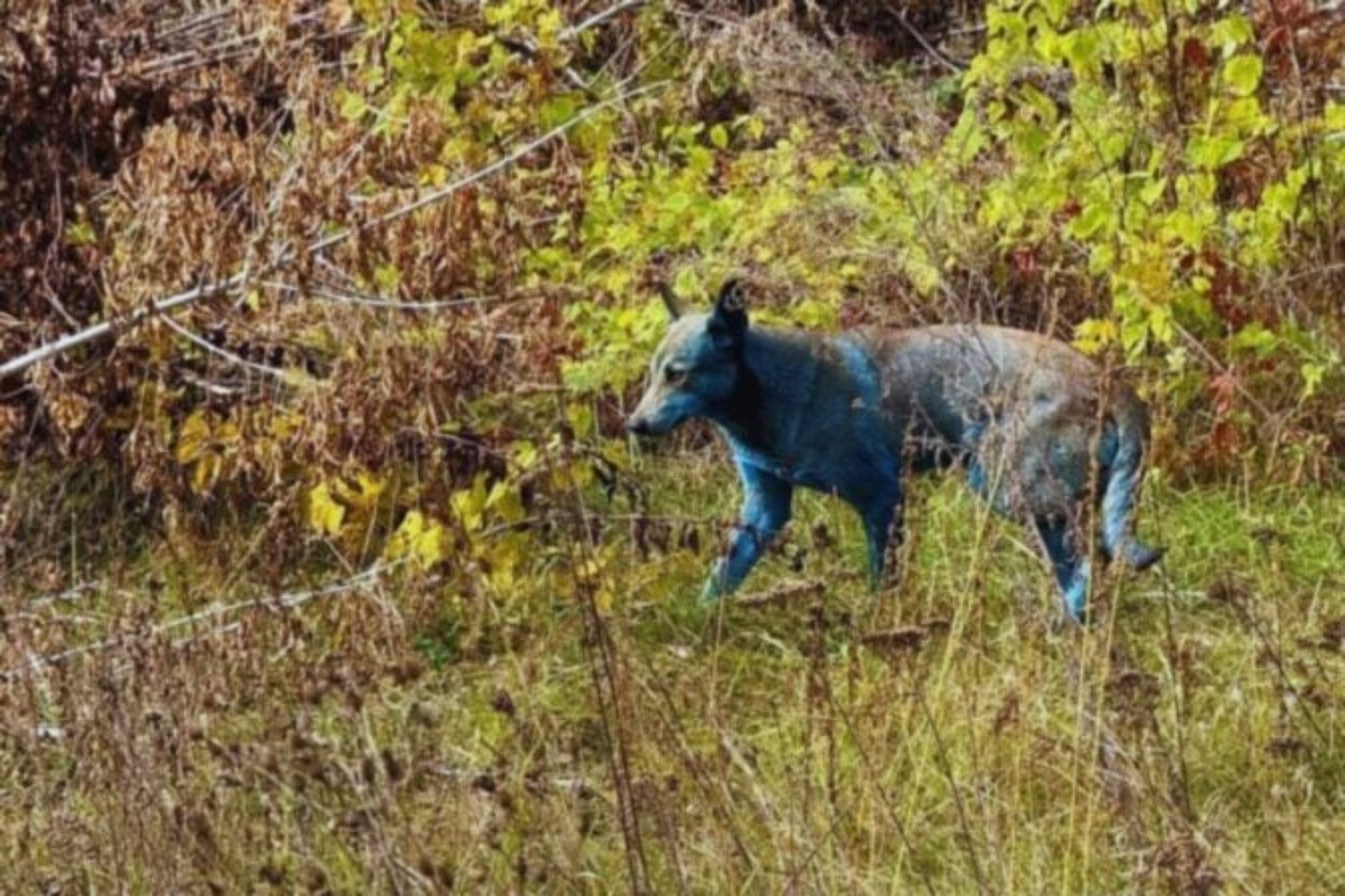 Chernóbil sigue siendo una zona radiactiva, pero la naturaleza ha creado allí una paradoja incómoda. Científicos aseguran que el ecosistema está mejor que antes del accidente