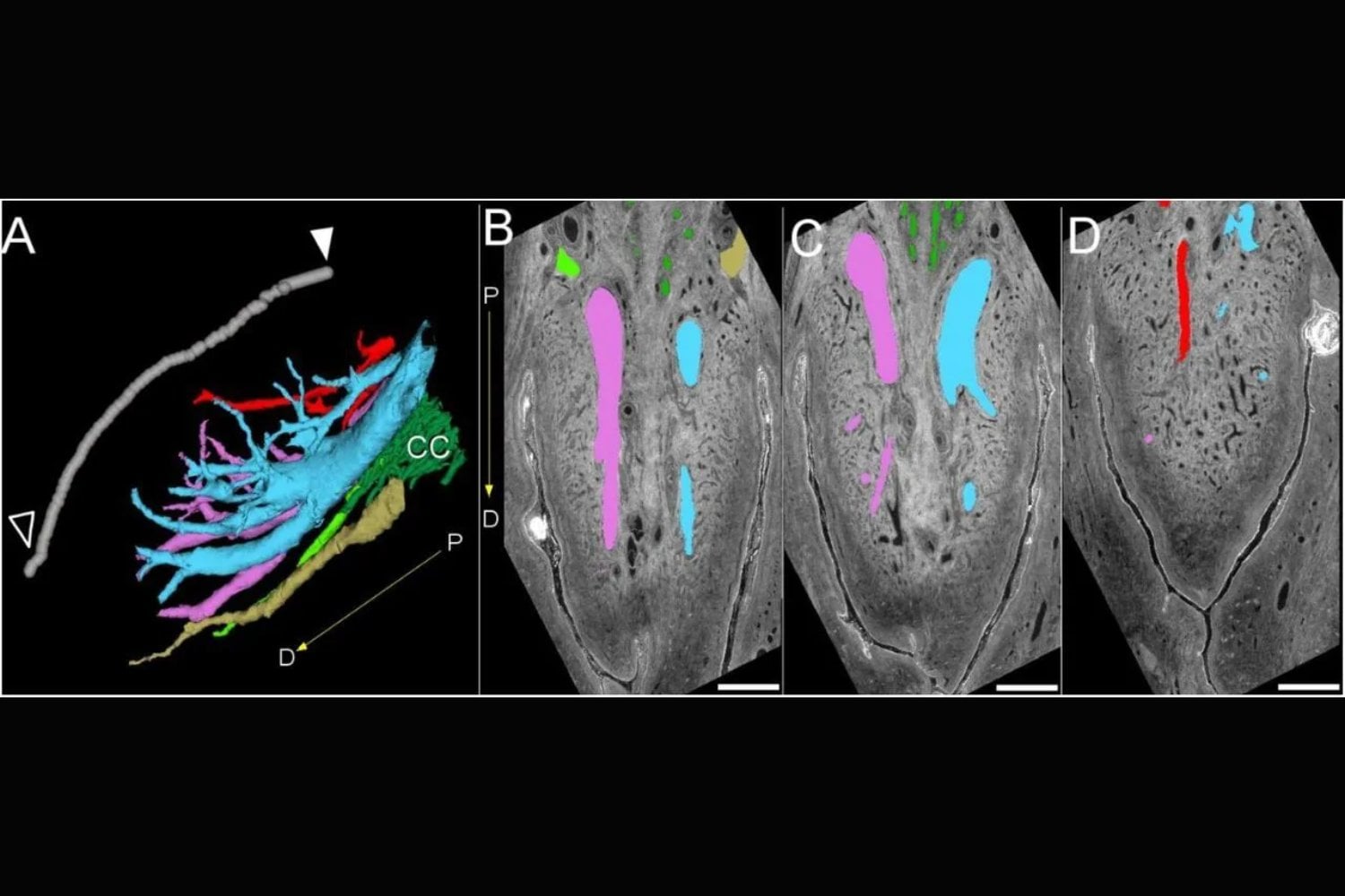 El clítoris no solo es mucho más grande de lo que solemos imaginar: ahora, por primera vez, los científicos han logrado cartografiar en 3D la compleja red de nervios que explica su enorme sensibilidad