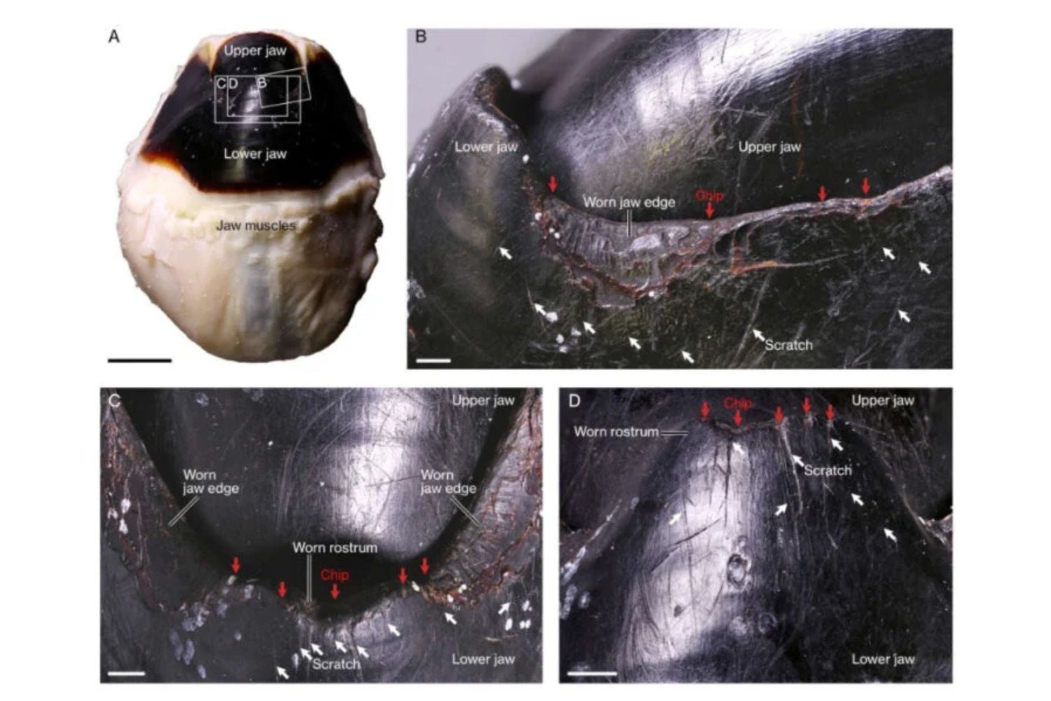 Diseño Sin Título (85)