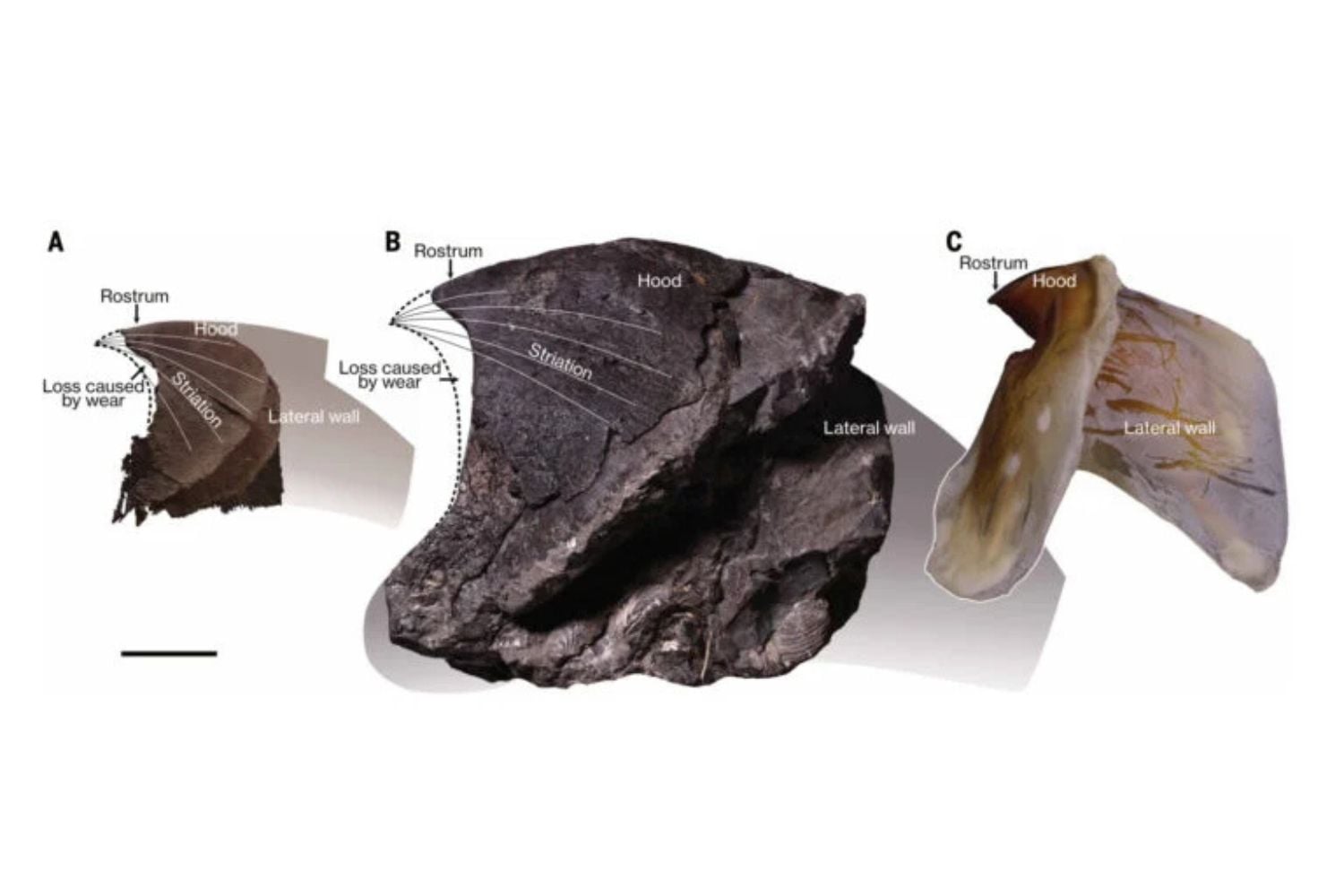 Diseño Sin Título (86)