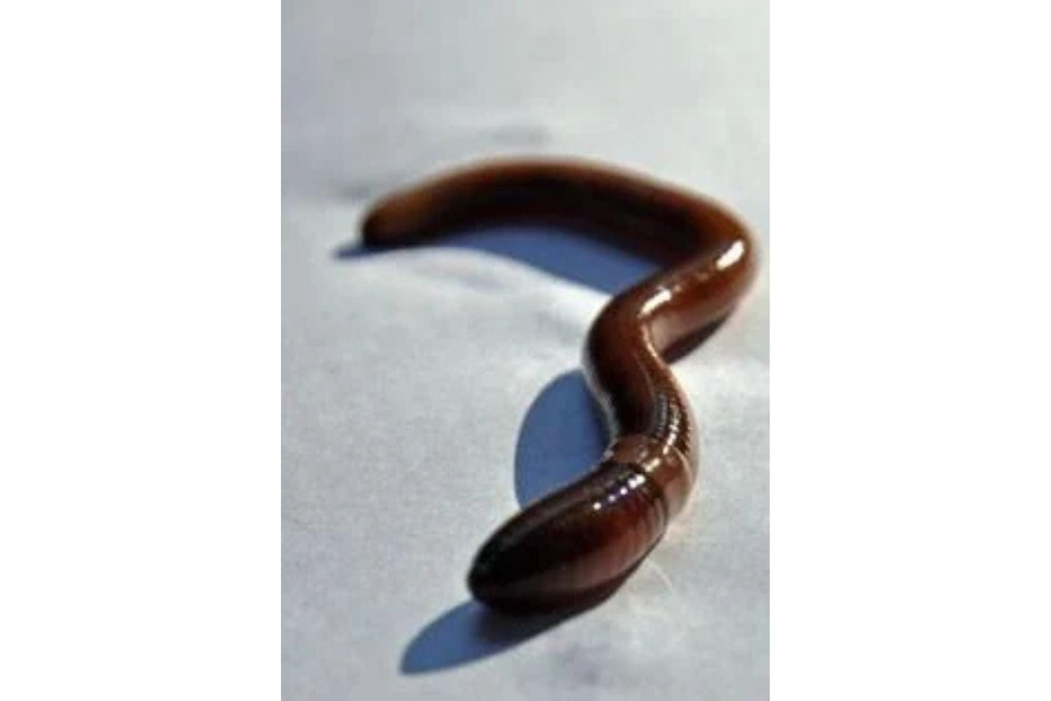 Diseño Sin Título (94)