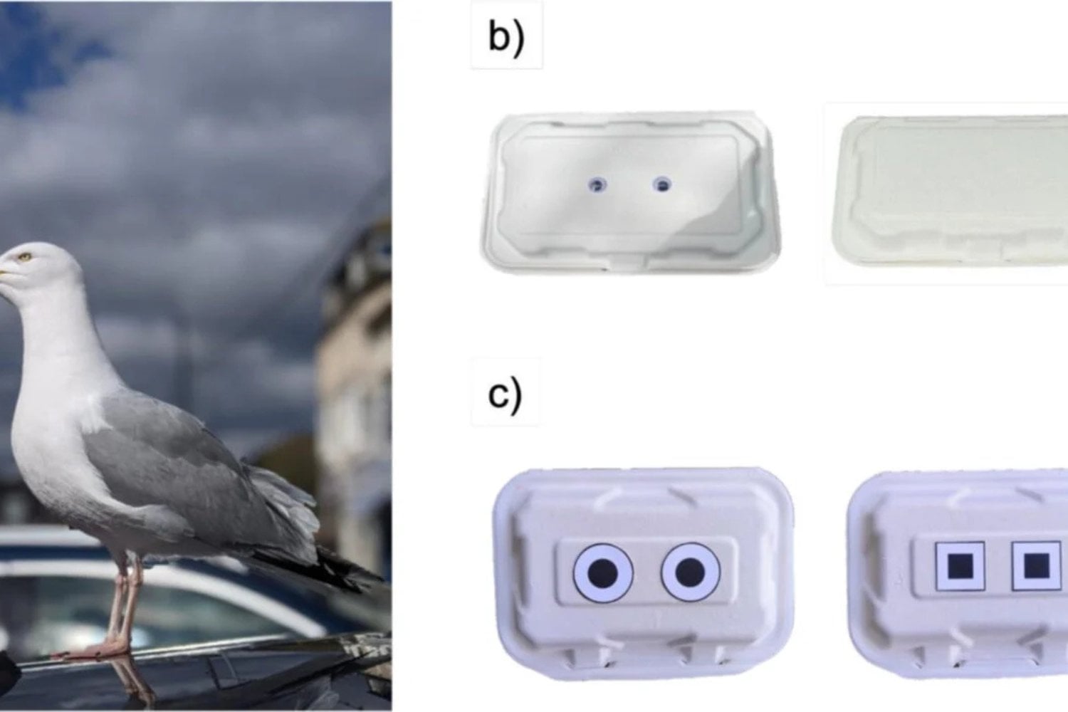 Los Ojos Y Las Gaviotas