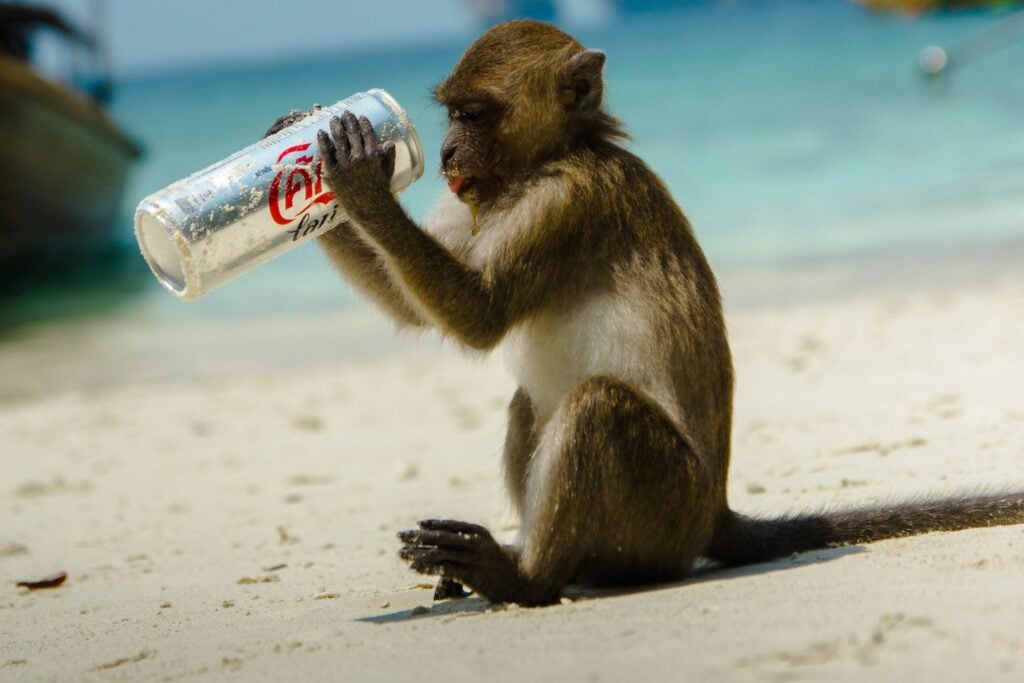 Mono Tomando Gaseosa