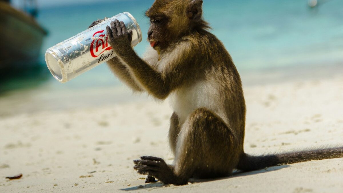 Los humanos tuvimos cola y la perdimos hace 25 millones de años: la razón que encontró la evolución para quitárnosla